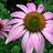 Coneflower