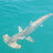 iluvs2fish