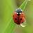 jladybugj
