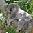 koala